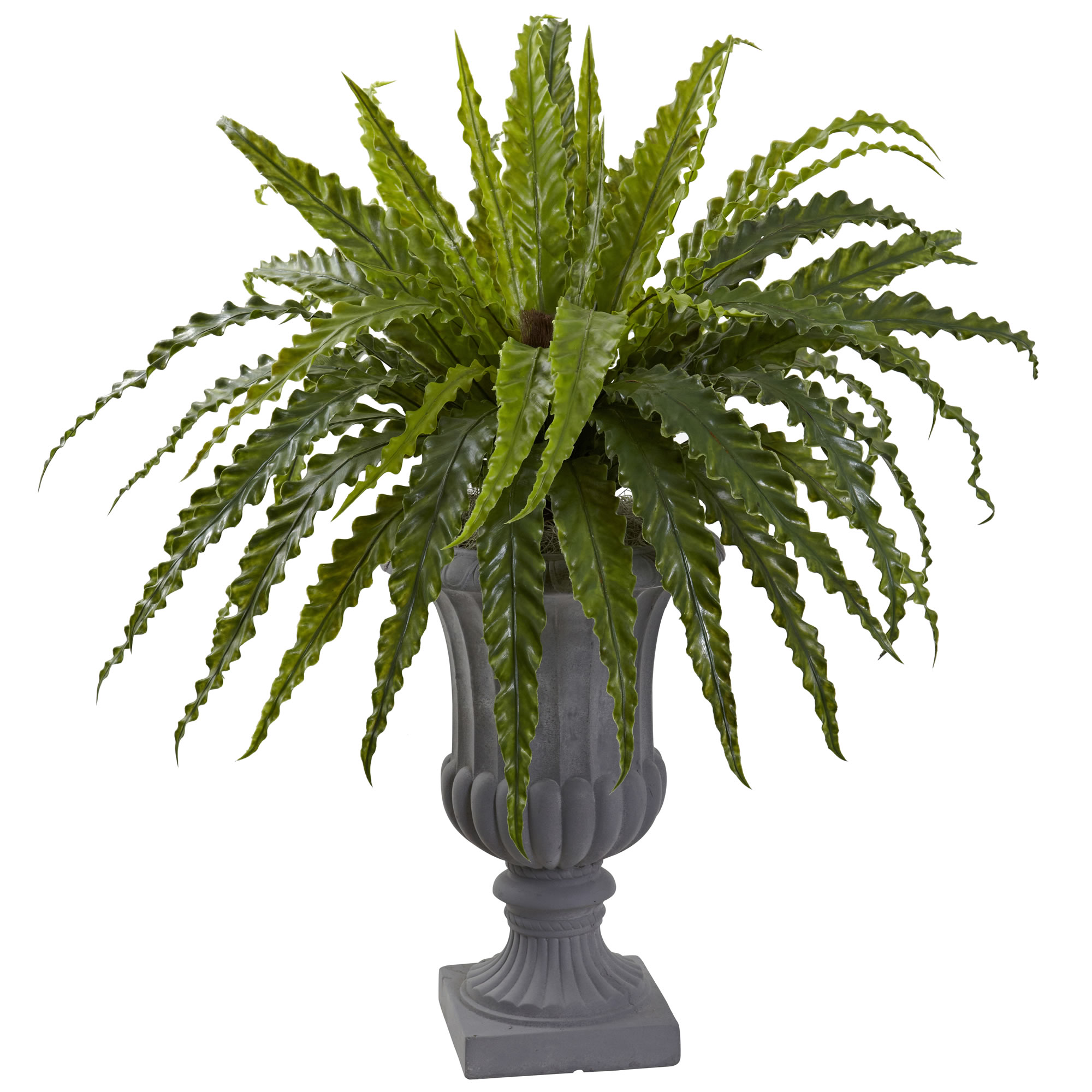 30 inch Birds Nest Fern in Urn