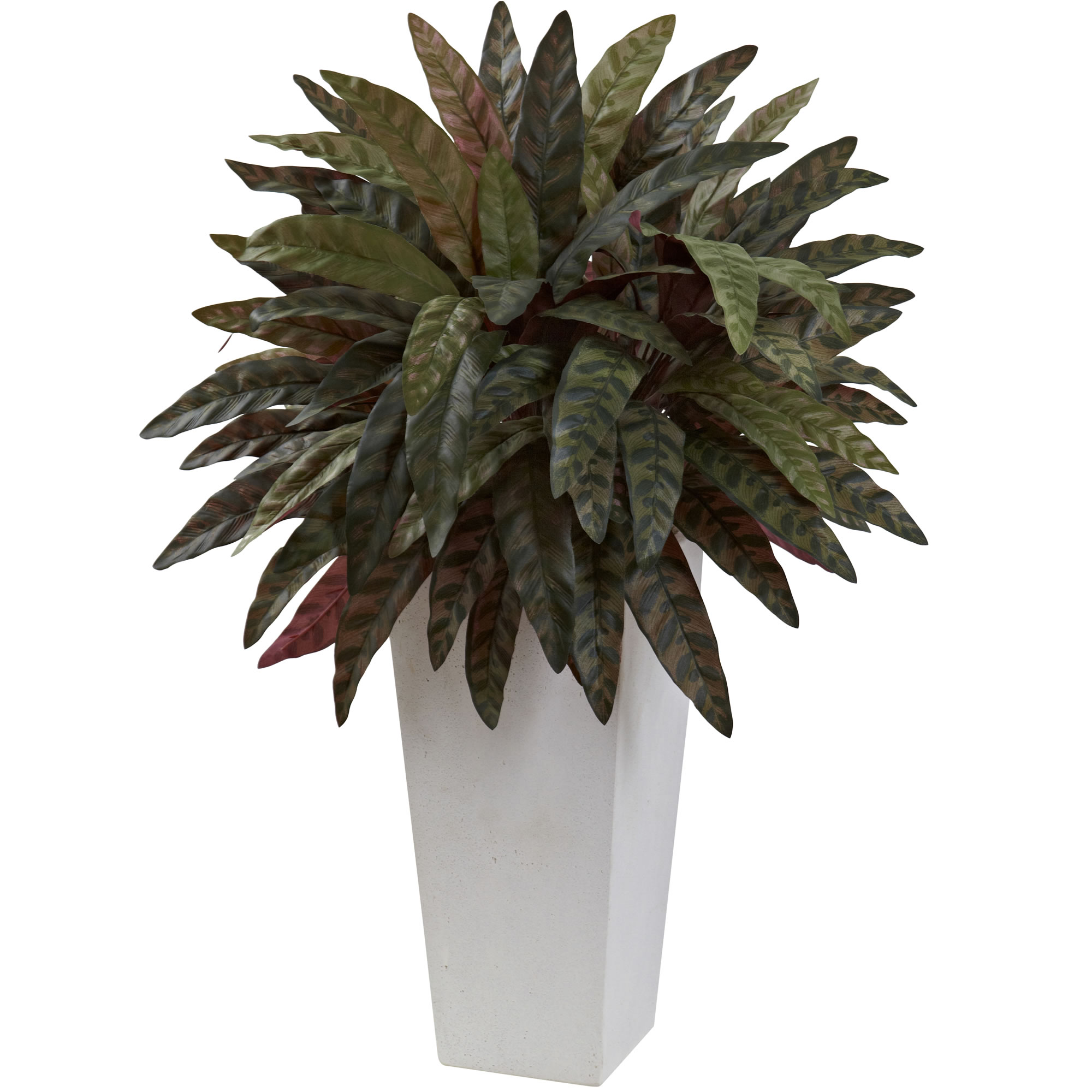 30 inch Peacock Plant in White Planter
