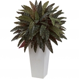 30 inch Peacock Plant in White Planter
