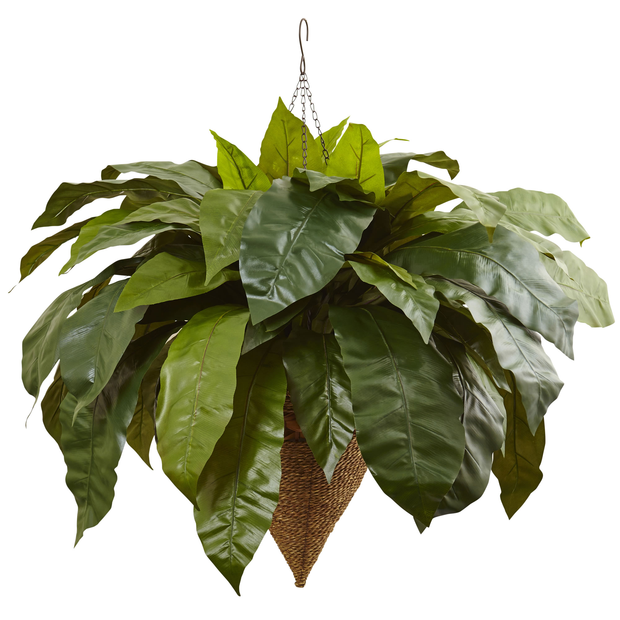 30 inch Giant Birds Nest Fern in Cone Hanging Basket