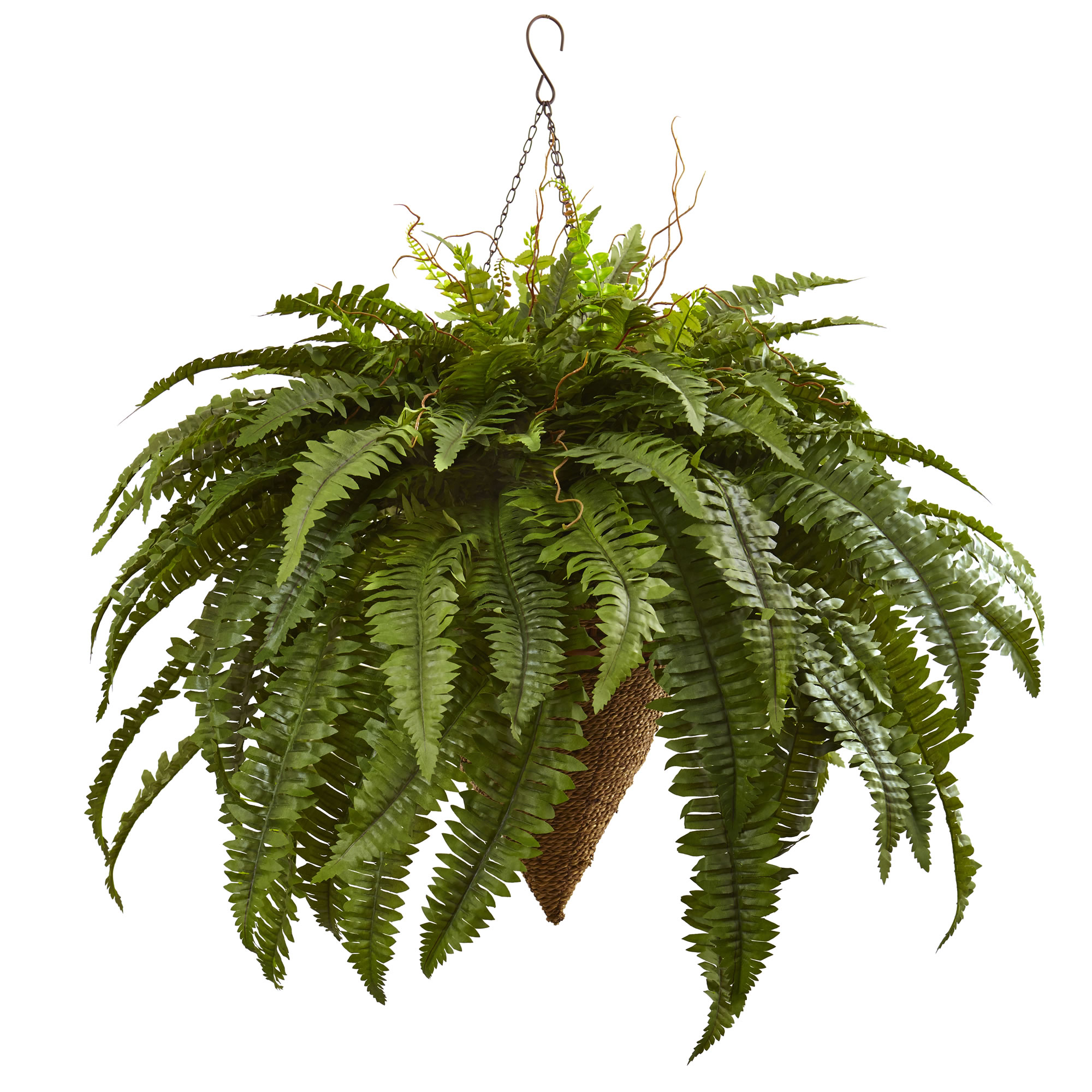 26 inch Giant Boston Fern in Cone Hanging Basket
