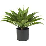 25 inch Agave: Potted
