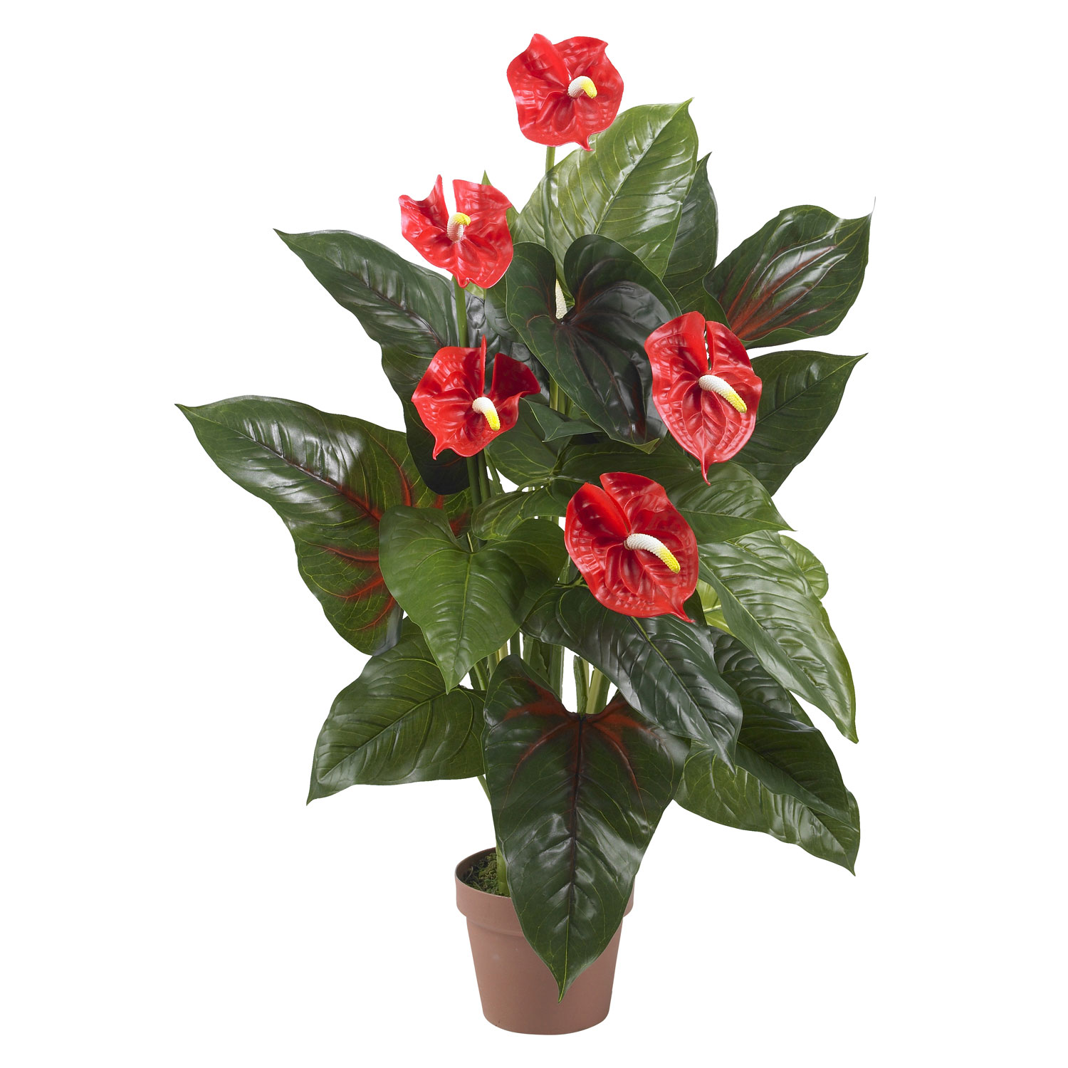 3 Foot Anthurium: Potted