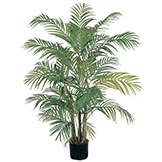 4 foot Areca Palm Tree: Potted