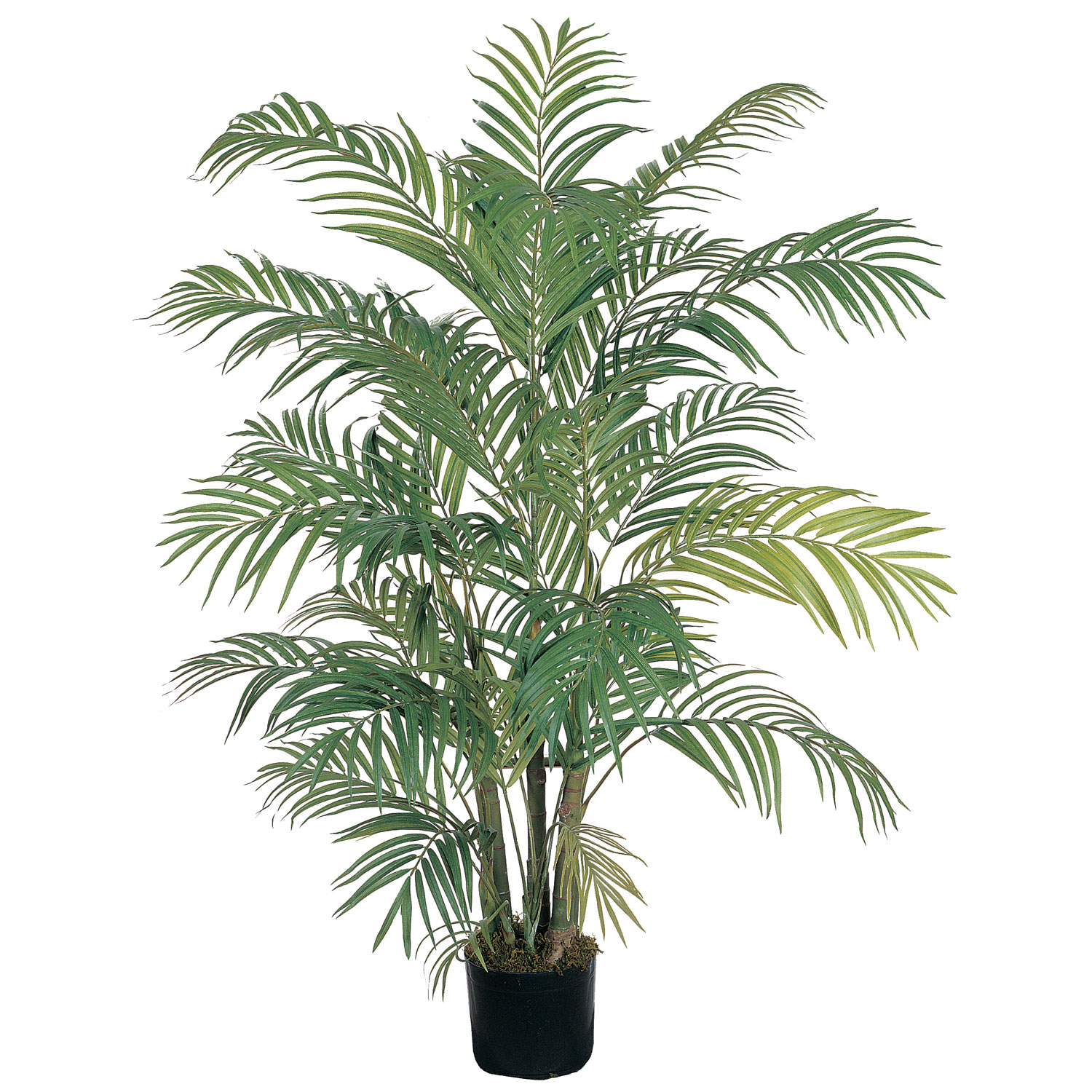4 foot Areca Palm Tree: Potted