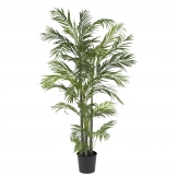 Potted Areca Palm Tree