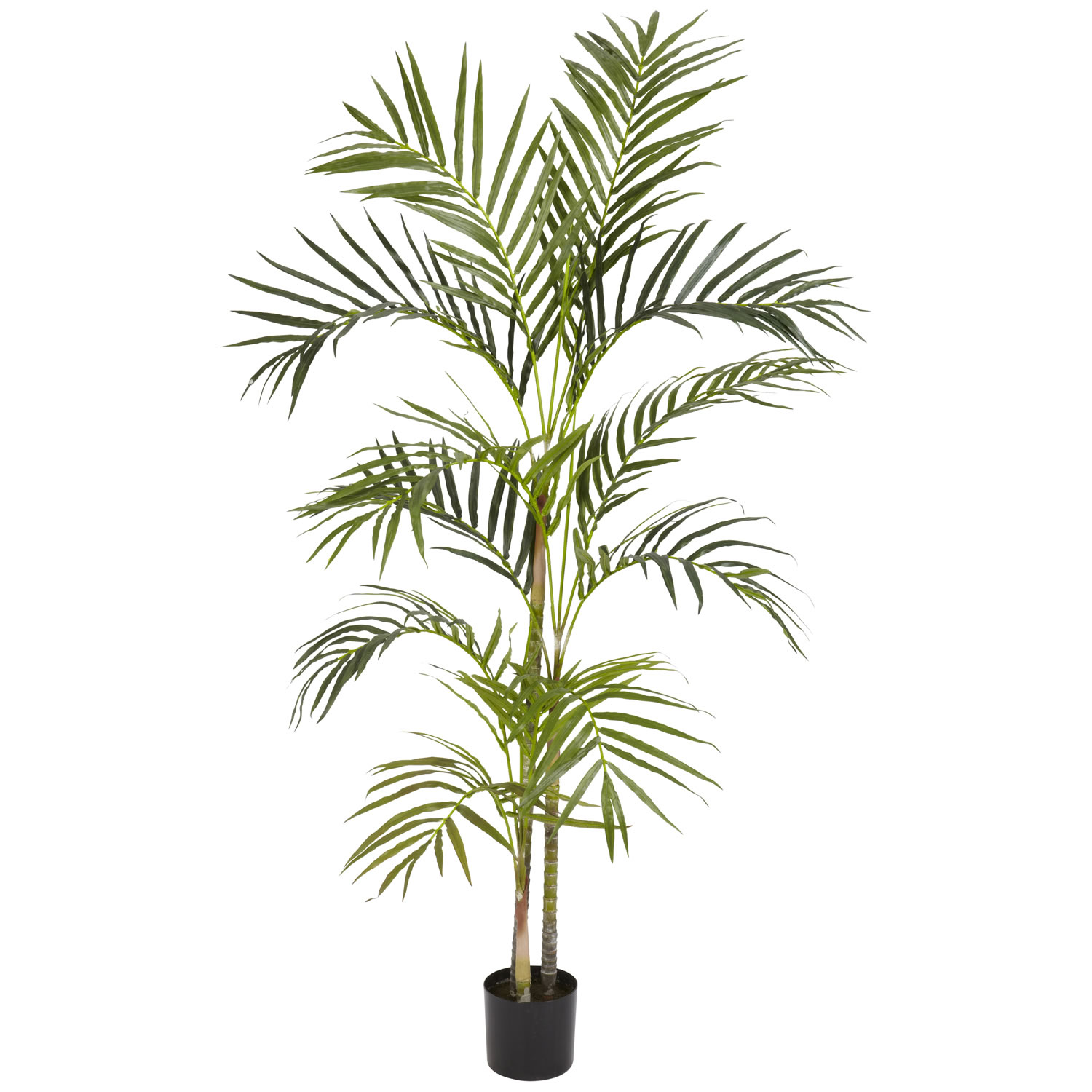 4 foot Areca Palm Tree: Potted