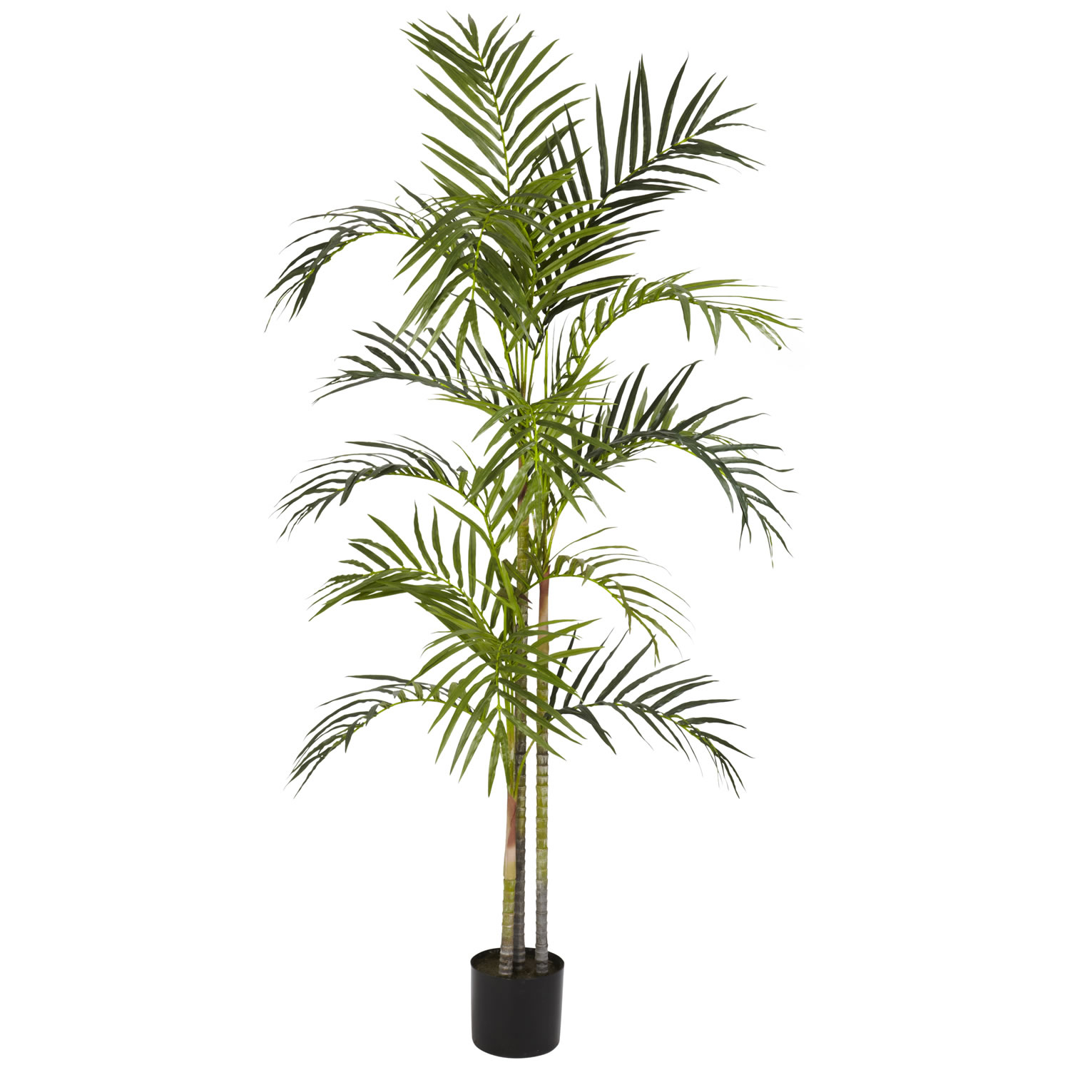 5 Foot Areca Palm Tree: Potted