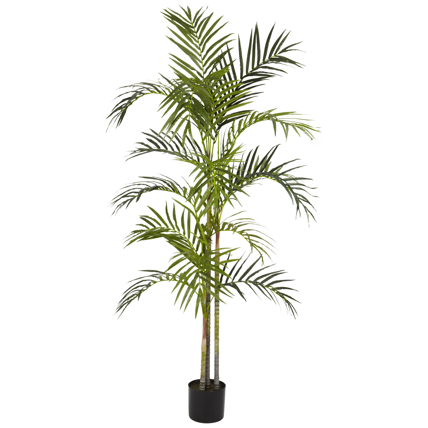 5 foot Areca Palm Tree: Potted