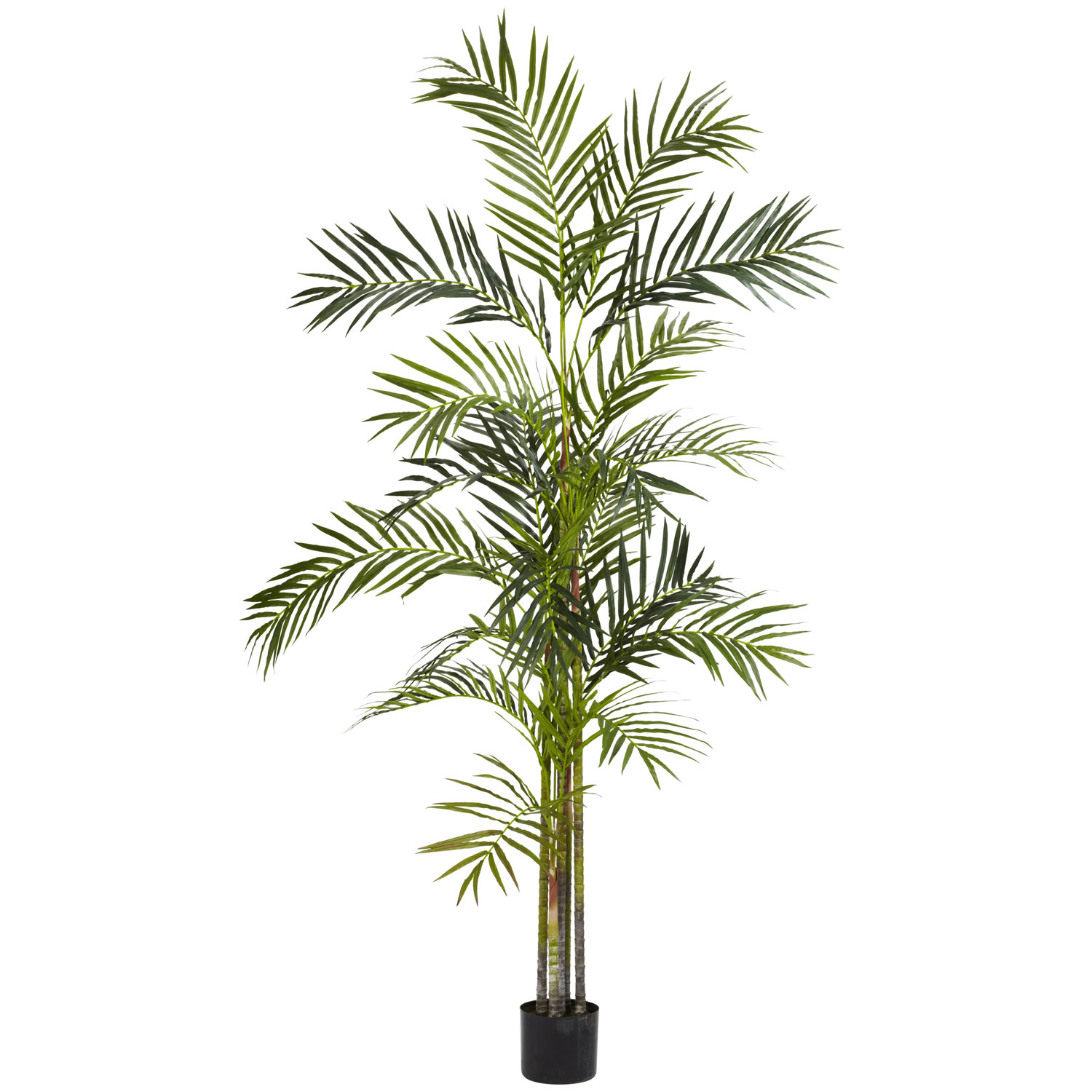 6 foot Areca Palm Tree: Potted