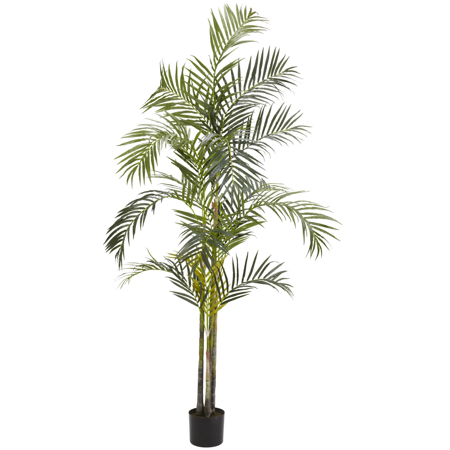 7 foot Areca Palm Tree: Potted