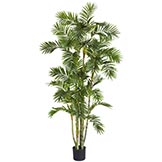 6 foot Areca Palm Tree: Potted