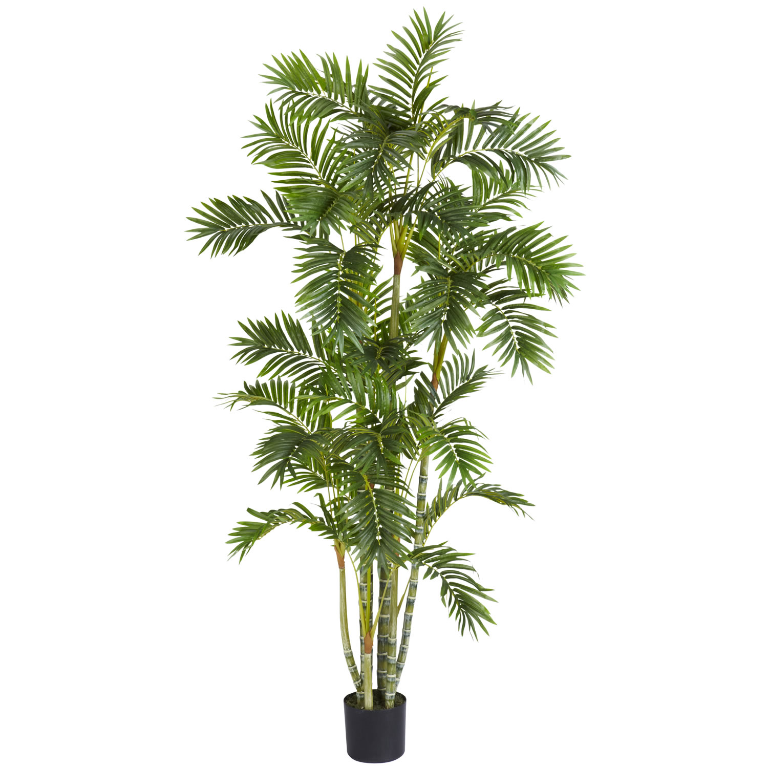 6 foot Areca Palm Tree: Potted
