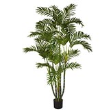 5 foot Biggy Style Areca Palm Tree: Potted