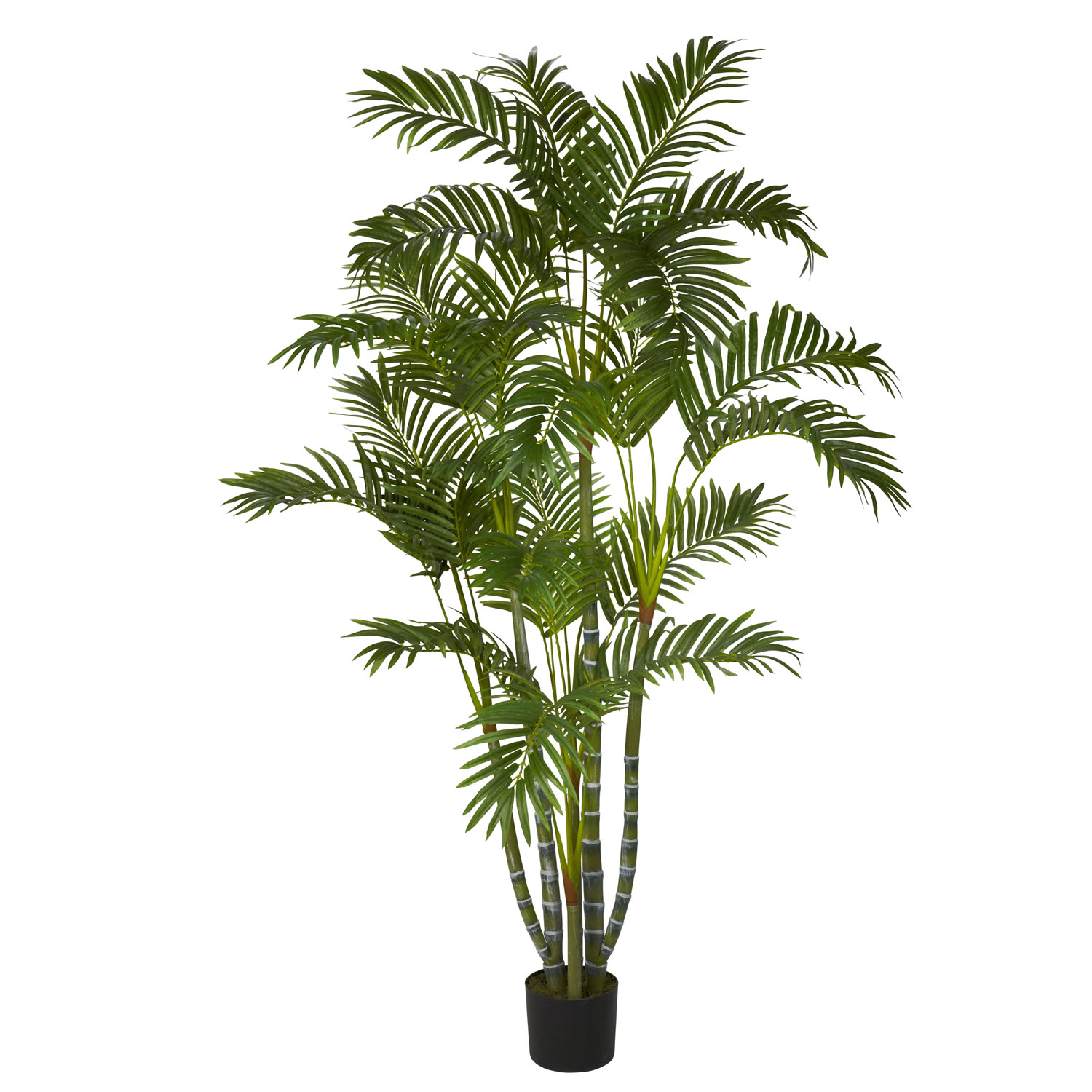 5 foot Biggy Style Areca Palm Tree: Potted