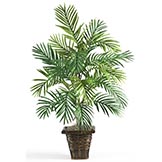 38 inch Areca Palm in Wicker Basket