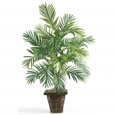 38 inch Areca Palm in Wicker Basket