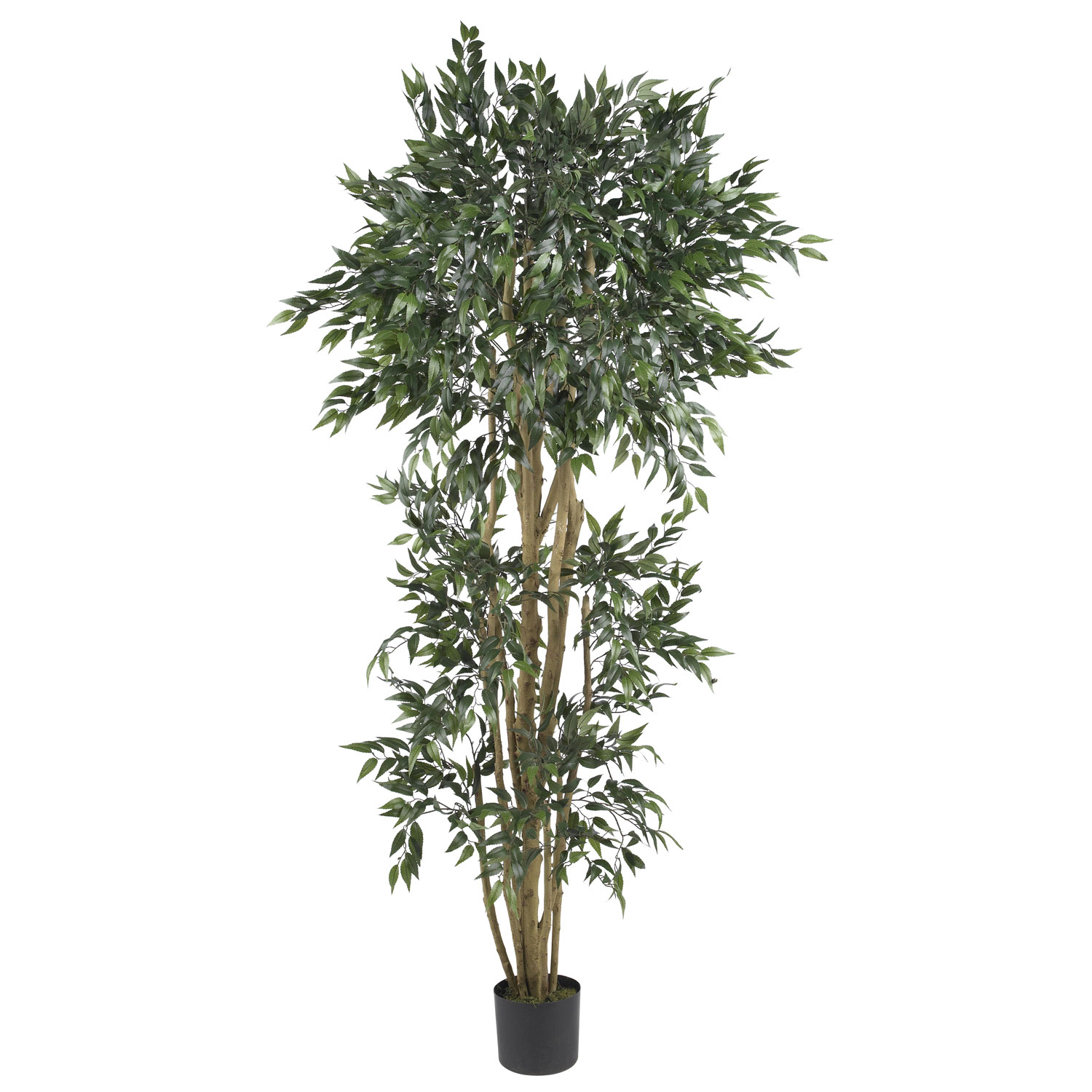 6 foot Green Ash Tree: Potted