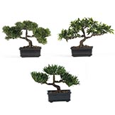 12 inch Bonsai Collection (Set of 3)