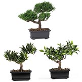 8.5 inch Bonsai Collection (Set of 3)