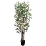 6 foot Mini Bamboo Tree: Potted