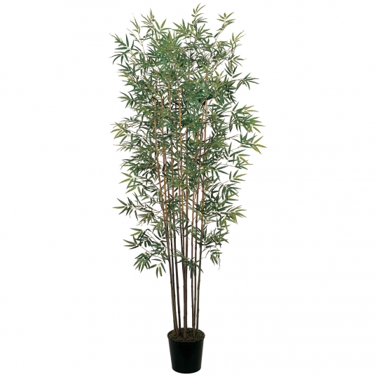 6 foot Mini Bamboo Tree: Potted