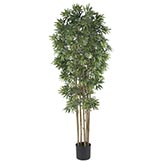 6 foot Bamboo Japanica Tree: Potted
