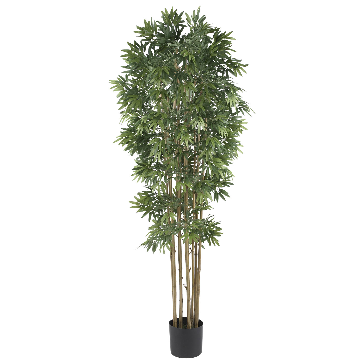 6 foot Bamboo Japanica Tree: Potted