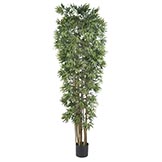 7 foot Bamboo Japanica Tree: Potted