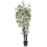 6 foot Black Bamboo Tree: Potted
