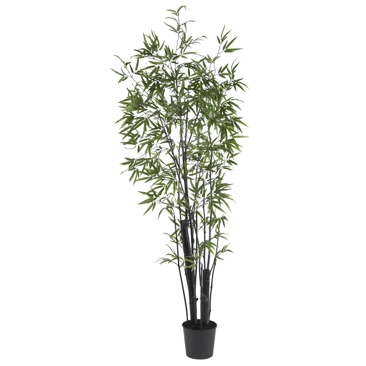 6 foot Black Bamboo Tree: Potted