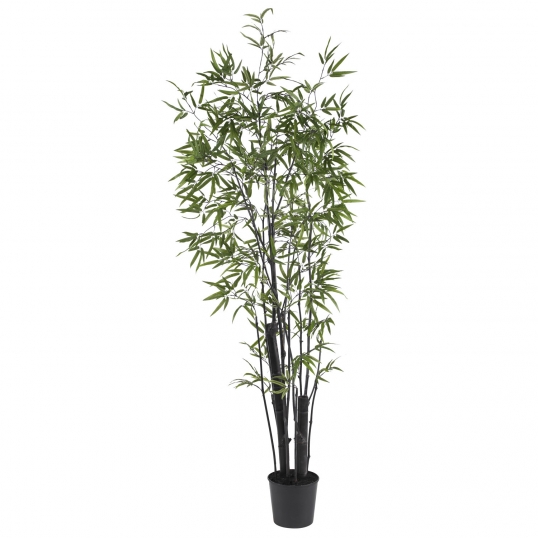 英7” Jimbilin Human Race BAM68 Bamboo /00050 6 foot Black Bamboo Tree: Potted | 5164