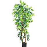 5 foot Fancy Style Bamboo Tree: Potted