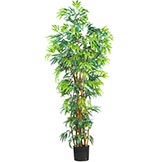 6 foot Fancy Style Bamboo Tree: Potted