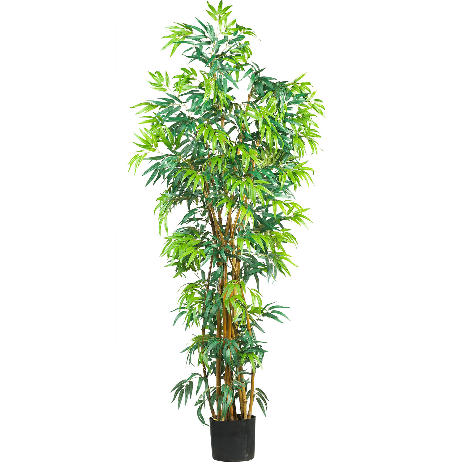 6 foot Fancy Style Bamboo Tree: Potted
