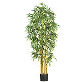 6 foot Biggy Style Bamboo Tree: Potted