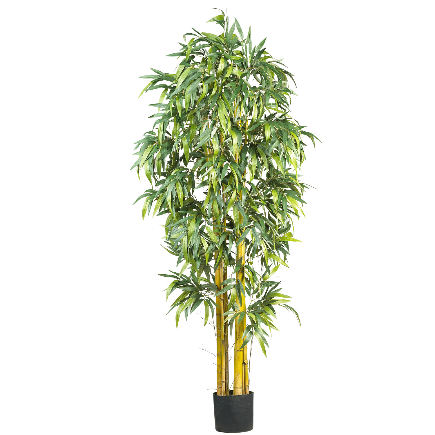 6 Foot Biggy Style Bamboo Tree: Potted