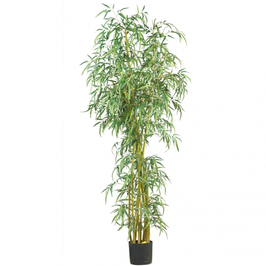 green spider plant Variegated Spider Plant - 6 Inch Pot