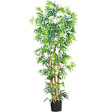 6 foot Multi Bambusa Bamboo Tree: Potted