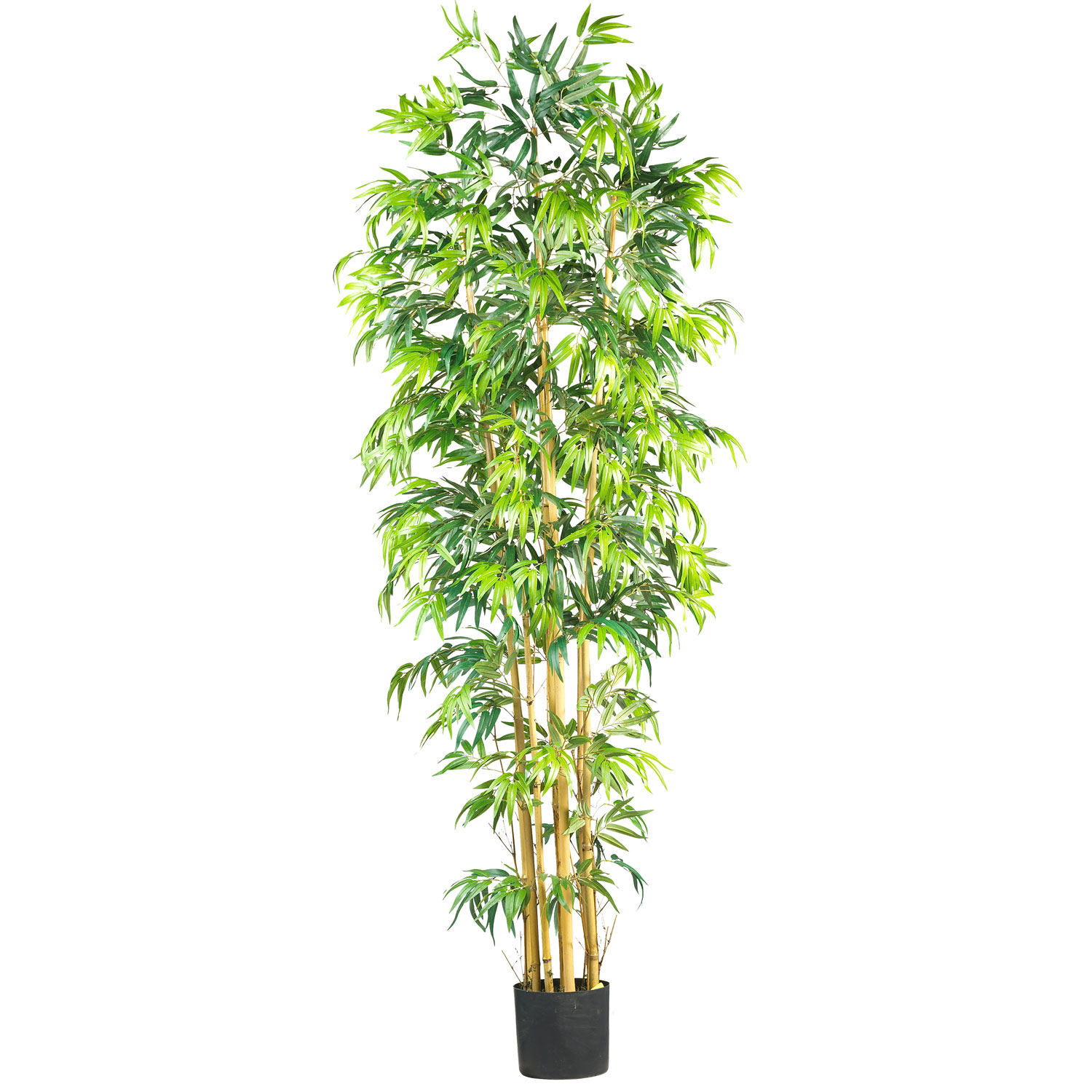 7 foot Multi Bambusa Bamboo Tree: Potted | 5215