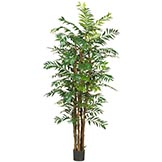 7 foot Bamboo Palm Tree: Potted