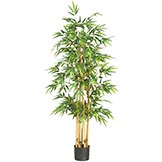 64 inch Bamboo Tree: Potted