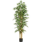 75 inch Bamboo Tree: Potted