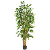 6 foot Belly Bamboo Tree: Potted