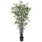 6.5 foot Black Bamboo Tree: Potted