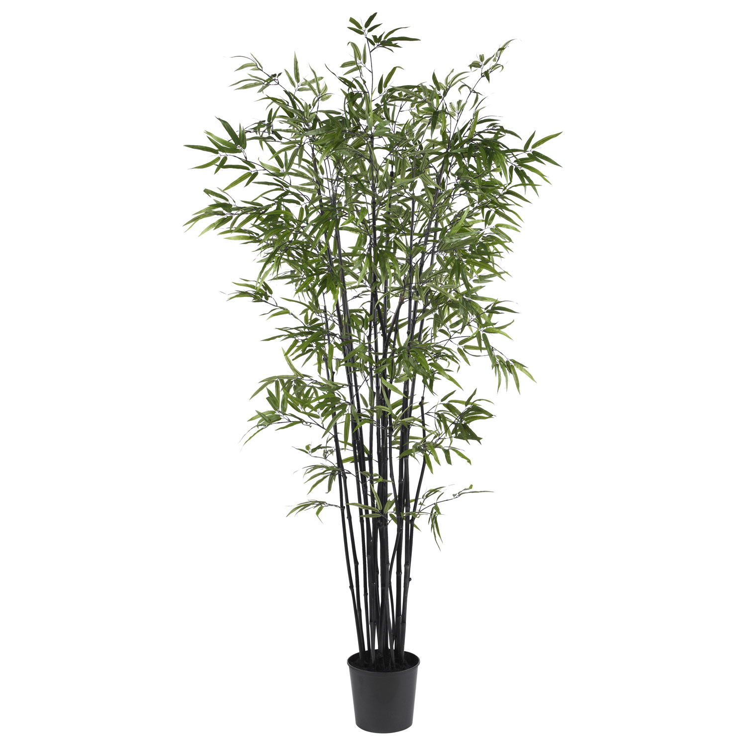 6.5 foot Black Bamboo Tree: Potted