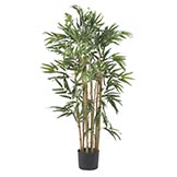 3 foot Multi Bambusa Bamboo Tree: Potted