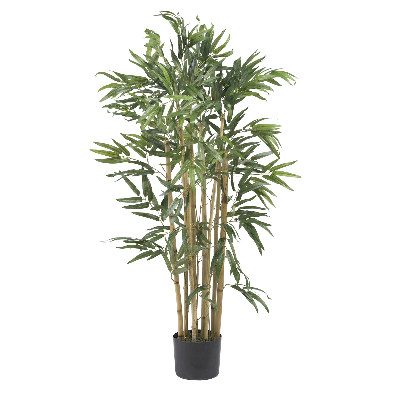 3 Foot Multi Bambusa Bamboo Tree: Potted