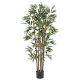 4 foot Multi Bambusa Bamboo Tree: Potted