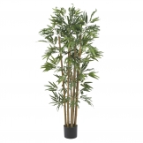 4 foot Multi Bambusa Bamboo Tree: Potted